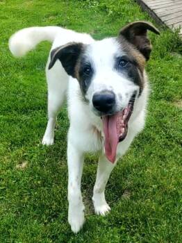 Rescue Siberian Husky and German Shepherd Dog Dogs for Adoption - Dug | PetCurious