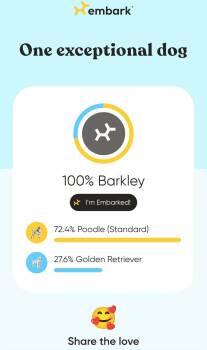 Rescue Goldendoodle Dogs for Adoption in Toledo, Ohio - Barkley | PetCurious