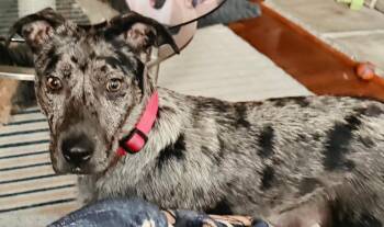 KATYA -  Catahoula Leopard Dog Dog for Adoption in Franklin, Tennessee - KATYA | PetCurious