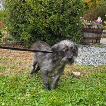 CT Brook -  Yorkshire Terrier and Mixed Breed Dog for Adoption in Stormville, New York - CT Brook | PetCurious