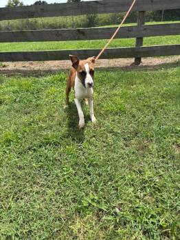 Butterscotch -  Terrier Dog for Adoption in Wauchula, Florida - Butterscotch | PetCurious
