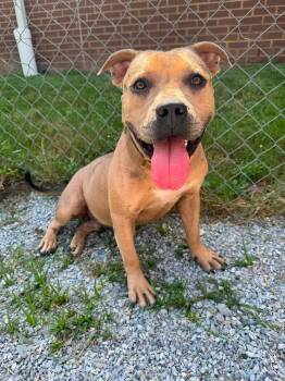 Milo -  Mixed Breed Dog for Adoption in Huntsville, Alabama - Milo | PetCurious