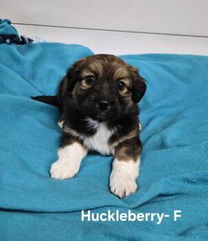 Huckleberry -  Australian Shepherd Dog for Adoption in Hillside, Illinois - Huckleberry | PetCurious