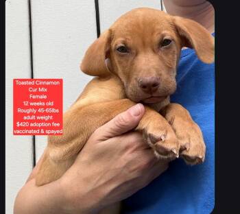 Black Mouth Cur Dogs Available for Adoption in Oviedo, Florida - Toasted Cinnamon  | PetCurious