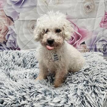 Bichon Frise Dogs Available for Adoption - Mimi | PetCurious