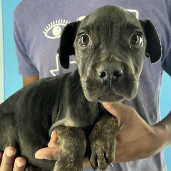 Rescue Labrador Retriever Dogs for Adoption in Brookshire, Texas - Fisher - Local Dec 19-21 | PetCurious