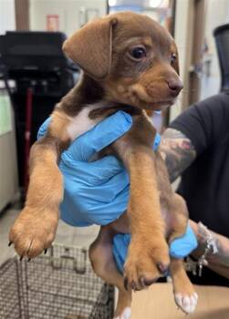 MEREDITH -  Dachshund Dog for Adoption in San Antonio, Texas - MEREDITH | PetCurious