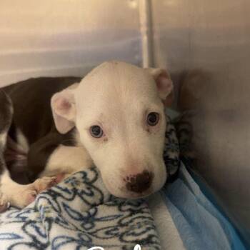 Sunfyre (p) -  American Staffordshire Terrier Dog for Adoption in New York, New York - Sunfyre (p) | PetCurious