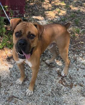 Sugar Ray -  Boxer Dog for Adoption in Navarre, Florida - Sugar Ray | PetCurious