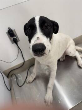 BILLY -  Siberian Husky and German Shepherd Dog Dog for Adoption in Baytown, Texas - BILLY | PetCurious