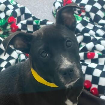 Robert Earl -  Mixed Breed Dog for Adoption in Middletown, Rhode Island - Robert Earl | PetCurious
