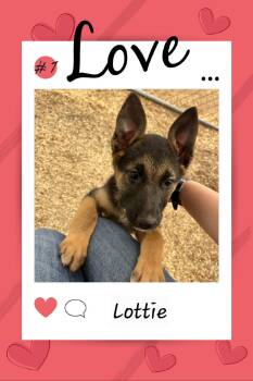 Shepherd Dogs Available for Adoption - Lottie | PetCurious