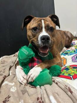 Rescue Boxer and Pit Bull Terrier Dogs for Adoption in Youngsville, North Carolina - Dozer | PetCurious