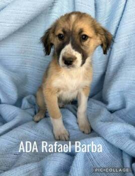 Rescue Mixed Breed Dogs for Adoption in Waunakee, Wisconsin - ADA Rafael Barba | PetCurious