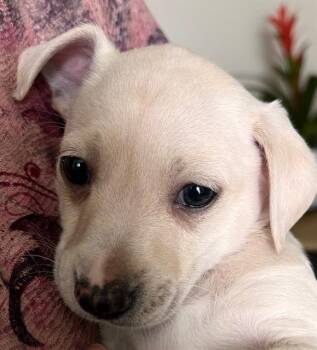 PEABODY -  Labrador Retriever Dog for Adoption in San Antonio, Texas - PEABODY | PetCurious