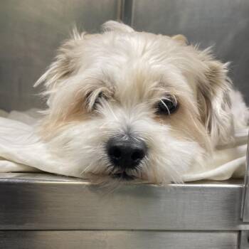 Maltese and Mixed Breed Dogs Available for Adoption in Philadelphia, Pennsylvania - Bently | PetCurious