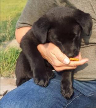 Joy -  Border Collie and Black Labrador Retriever Dog for Adoption in Thompson Falls, Montana - Joy | PetCurious