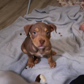 Fry -  Pit Bull Terrier and Mixed Breed Dog for Adoption in Avon, Ohio - Fry | PetCurious