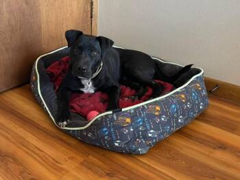 Dice -  Mixed Breed Dog for Adoption in Taycheedah, Wisconsin - Dice | PetCurious