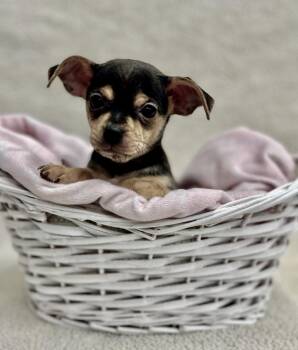 Grocery: Mollie Stone -  Chihuahua and Dachshund Dog for Adoption in Palo Alto, California - Grocery: Mollie Stone | PetCurious