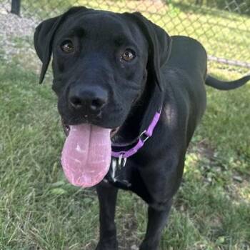Ebony -  Mixed Breed Dog for Adoption in Dubuque, Iowa - Ebony | PetCurious