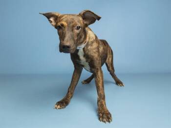 YALLO -  Pit Bull Terrier Dog for Adoption in Phoenix, Arizona - YALLO | PetCurious