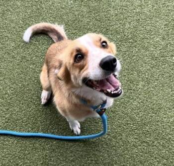 Rowan -  Border Collie and Mixed Breed Dog for Adoption in Fishers, Indiana - Rowan | PetCurious
