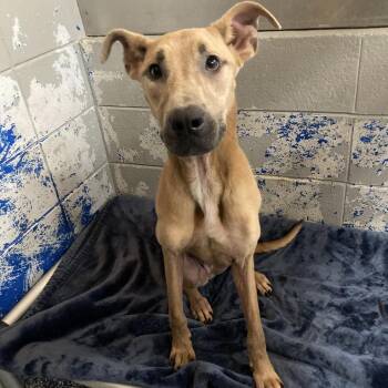 Karina -  Chocolate Labrador Retriever Dog for Adoption in Beaumont, Texas - Karina | PetCurious