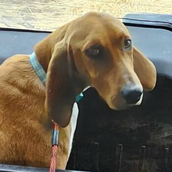 Basset Hound Dogs Available for Adoption - Cranberry | PetCurious