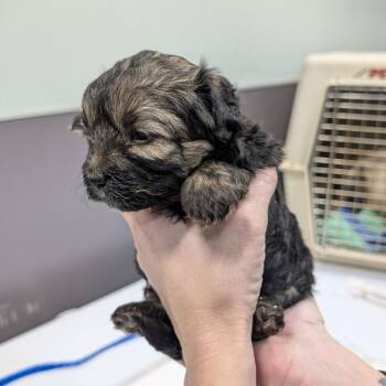 Yorkshire Terrier Dogs Available for Adoption - MACCHIATO | PetCurious