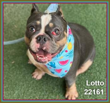 LOTTO -  French Bulldog and Boston Terrier Dog for Adoption in Marietta, Georgia - LOTTO | PetCurious