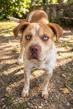 Boomerang -  Shar Pei Dog for Adoption in Wooster, Ohio - Boomerang | PetCurious
