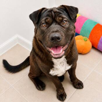 Shar Pei and Black Labrador Retriever Dogs Available for Adoption in Lucas, Texas - Rupert GS | PetCurious