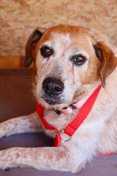 Mary -  Mixed Breed Dog for Adoption in Morgantown, Kentucky - Mary | PetCurious