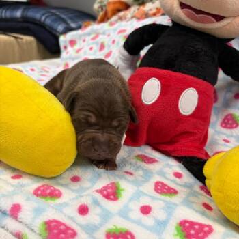 Wheezy -  Mixed Breed Dog for Adoption in New Fairfield, Connecticut - Wheezy | PetCurious