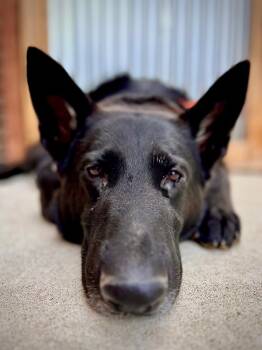 Cole -  German Shepherd Dog Dog for Adoption in Shingle Springs, California - Cole | PetCurious