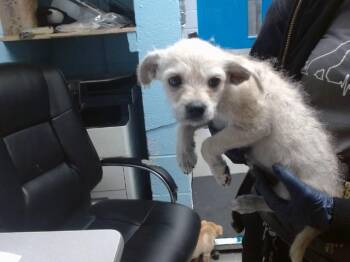 LOPEZ -  Fox Terrier and Mixed Breed Dog Available for Adoption in Albuquerque, New Mexico - LOPEZ | PetCurious