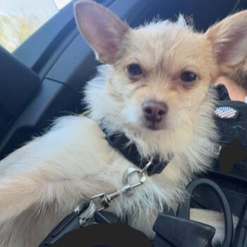 Rescue Chihuahua and Mixed Breed Dogs for Adoption in Oak Park, Illinois - Sly Fox | PetCurious