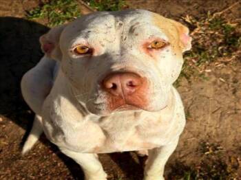 SUGAR PIE -  Pit Bull Terrier and Mixed Breed Dog for Adoption in Tulsa, Oklahoma - SUGAR PIE | PetCurious