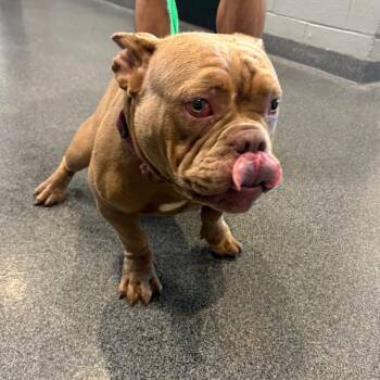 Nala -  Mixed Breed Dog for Adoption in Allentown, Pennsylvania - Nala | PetCurious