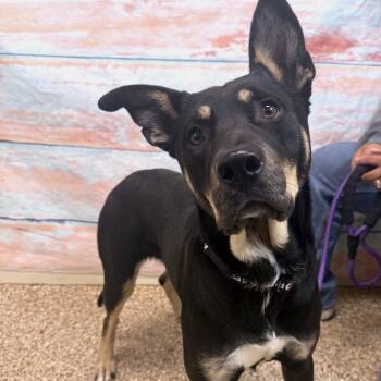 Rescue Mixed Breed Dogs for Adoption in Cheyenne, Wyoming - Enola | PetCurious