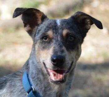 Rescue Basset Hound and Australian Cattle Dog Blue Heeler Dogs for Adoption in Boerne, Texas - Gypsy | PetCurious