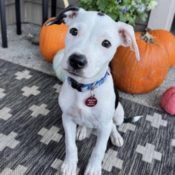 Lucy -  Pit Bull Terrier and Mixed Breed Dog for Adoption in Portland, Oregon - Lucy | PetCurious