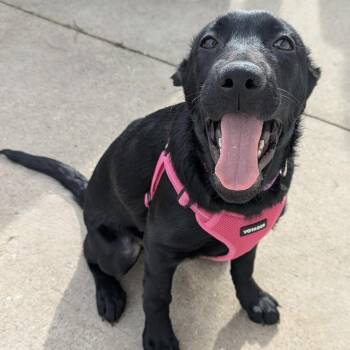 Black Labrador Retriever Dogs Available for Adoption - Fallon | PetCurious