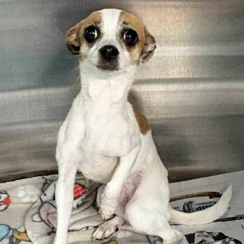 Chihuahua and Mixed Breed Dogs Available for Adoption - FOSTER OR FOSTER-TO-ADOPT NEEDED Peace | PetCurious