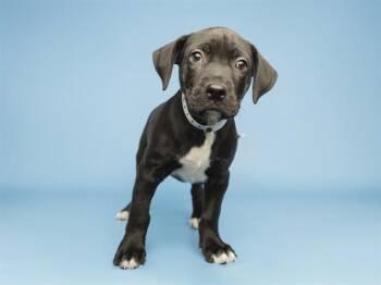 HANA -  Pit Bull Terrier Dog for Adoption in Phoenix, Arizona - HANA | PetCurious
