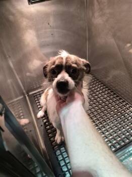 Terrier Dogs Available for Adoption - Pen 217 | PetCurious