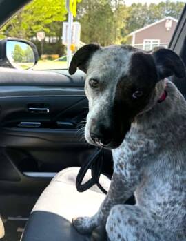 Ziggy -  Mixed Breed Dog for Adoption in Shelburne, Vermont - Ziggy | PetCurious
