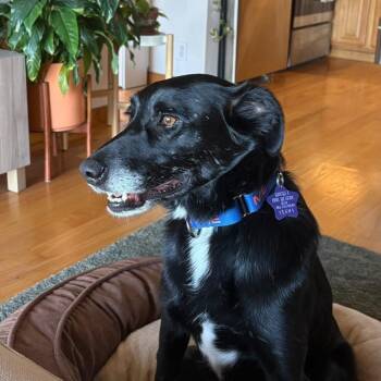 Cupcake -  Mixed Breed Dog for Adoption in San Francisco, California - Cupcake | PetCurious