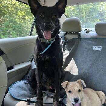 Rescue Australian Cattle Dog Blue Heeler and German Shepherd Dog Dogs for Adoption in Bartlett, Tennessee - Jet | PetCurious